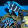 Frontosa Mpimbwe Blue F1 Cichlid