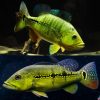 Peacock Bass large