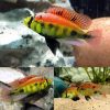 Yellow Belly Albert Cichlid