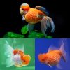 Goldfish Pearlscale Crown