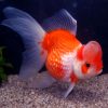 Grown Pearlscale Goldfish
