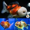 Oranda Yuan Bao Assorted Calico