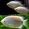 Large Pink Kissing Gourami