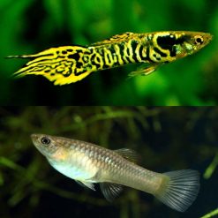 Tiger Endler Guppy Pair