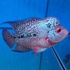 Red Pearl Armour Flowerhorn Cichlid