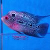 Super Red Dragon (SRD) Flowerhorn
