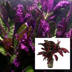 Purple Waffle Plant