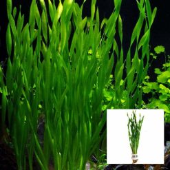Twisted Corkscrew Thin Vallisneria
