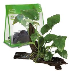 Live Plant - Pisces Driftwood To Go Anubias Creation - Medium