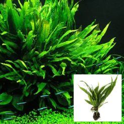Java Fern Medium Bare Root