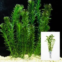 Hydrilla Bunch