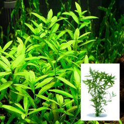 Hygrophila Polysperma Bunch