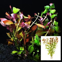 Ludwigia Bunch