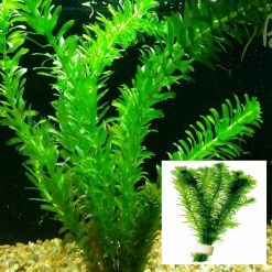 Elodea Bunch