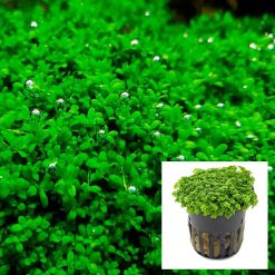 HC Cuba Baby Tears Plant