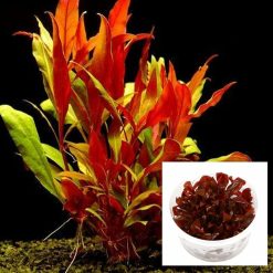 Alternanthera Reineckii Mini