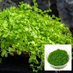 Takashi Carpet Tissue Culture