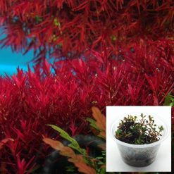 Rotala Colorata Rotundifolia
