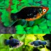 Black Platy