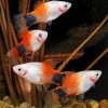 Candy Platy