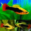Hawaiian Platy