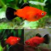 Red Wagtail Platy