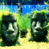 Easter Island Java Moss Head