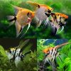 Marbled Gold Diamond Pearlscale Koi Angelfish