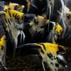 Lemon Marble Pearlscale