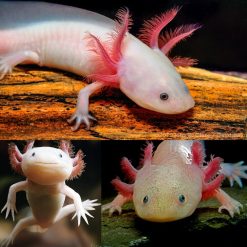 White Axolotl