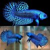Blue Alien Halfmoon Male Plakat