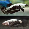 Black White Samurai Halfmoon Plakat Female Betta