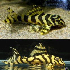 Leopard Frog Pleco Catfish L134