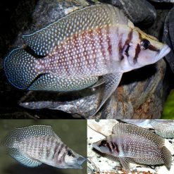 Calvus White Cichlid