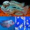 Flowerhorn Assorted Blue Pearl Armor