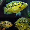 Lemon Yellow Jacket Cichlid (Parachromis friedrichsthalii)