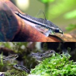 Pygmy Cory