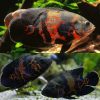 Large Red Tiger Oscar