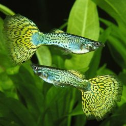 Green Cobra Guppy Male