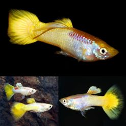 Guppy German Yellow Micariff