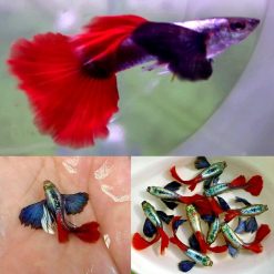 Red Platinum Dumbo Guppy Male