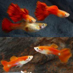 Red Blonde Guppy Male