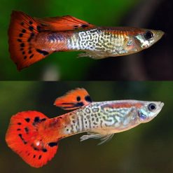 Red King Cobra Guppy Male