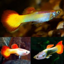 Sunset Guppy Male