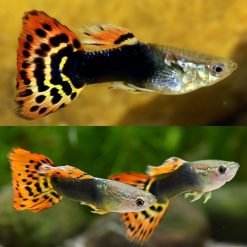 Guppy Tuxedo Dragon Tail Male