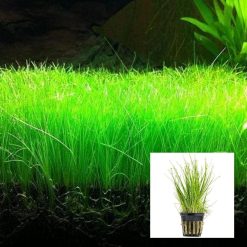 Hairgrass Dwarf
