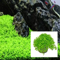 Micranthemum Monte Carlo