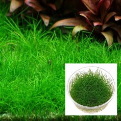 Mini Hairgrass