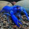 Marron Electric Blue Large - 15cm