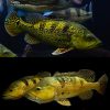 Kelberi Peacock Bass
